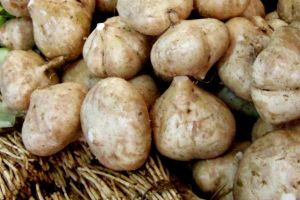 Jicama