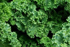 Can babies eat Kale