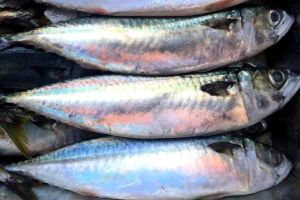 Mackerel