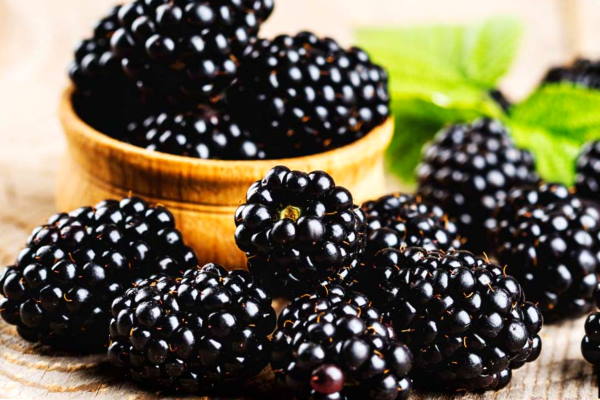 Can Babies Eat Blackberries