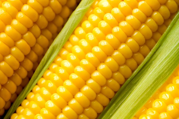 Can Babies Eat Corn