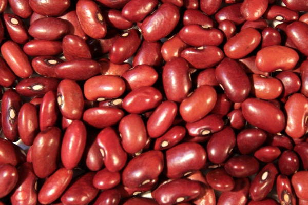 Can Babies Eat Kidney beans